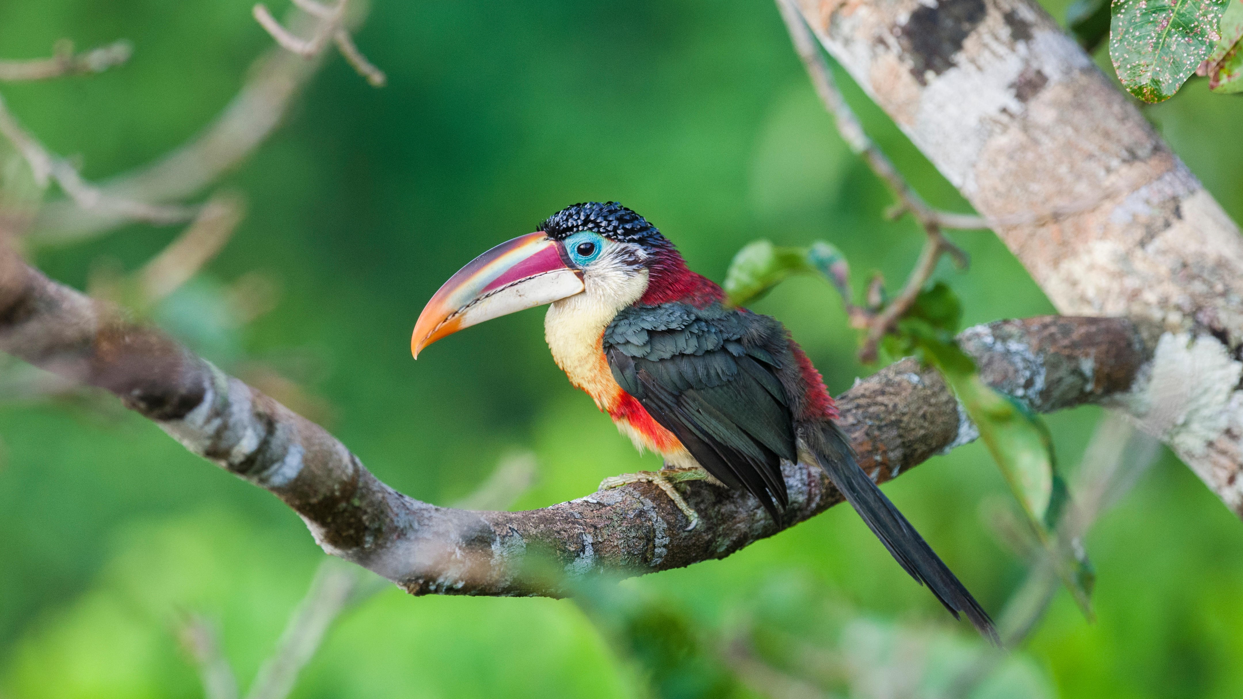 A curl-crested aracari sitting on a branch on a blurry green forest background.