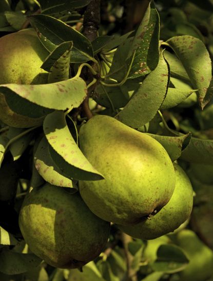 Close Up Of Pears On A Tree