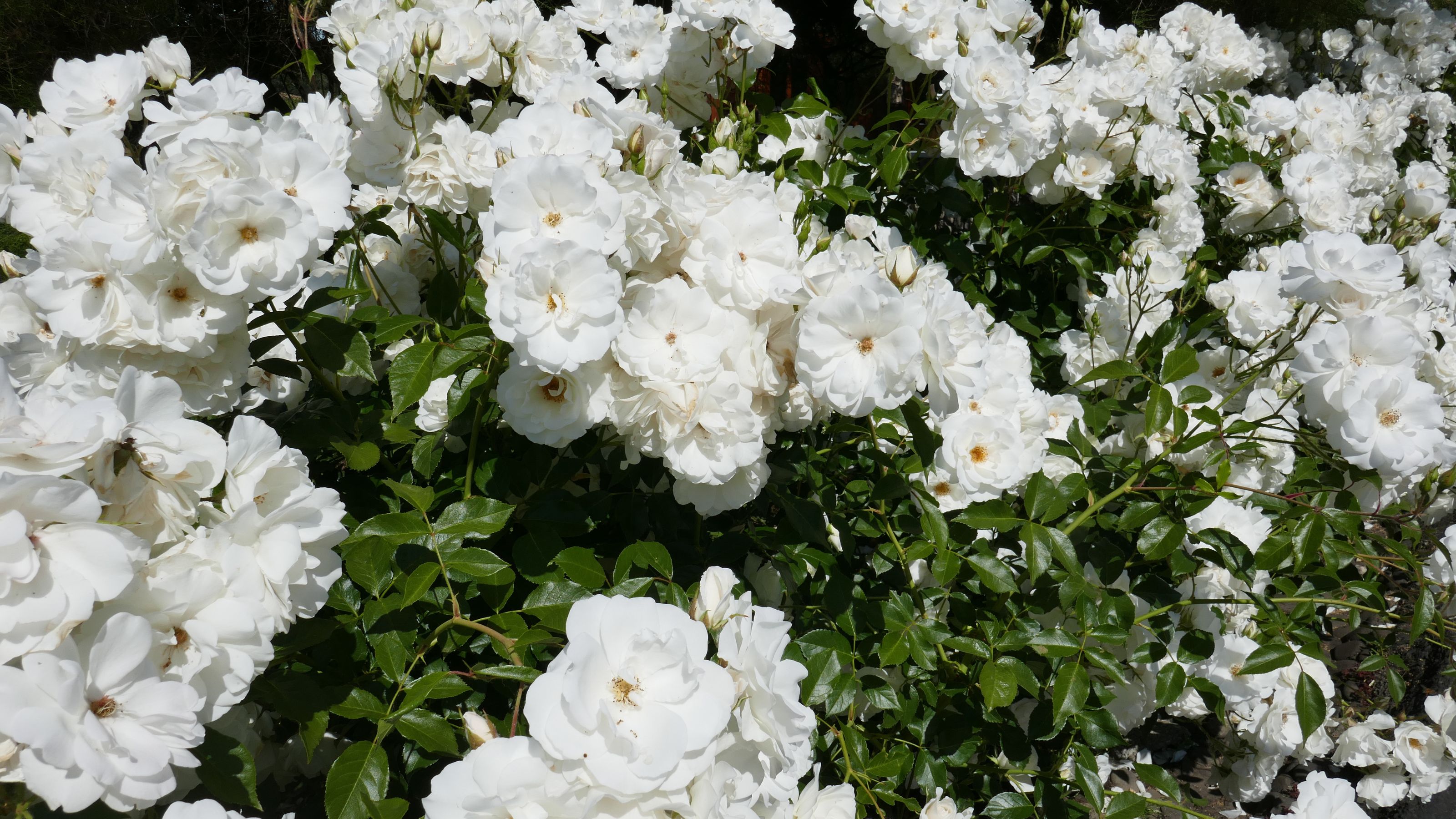 White groundcover roses