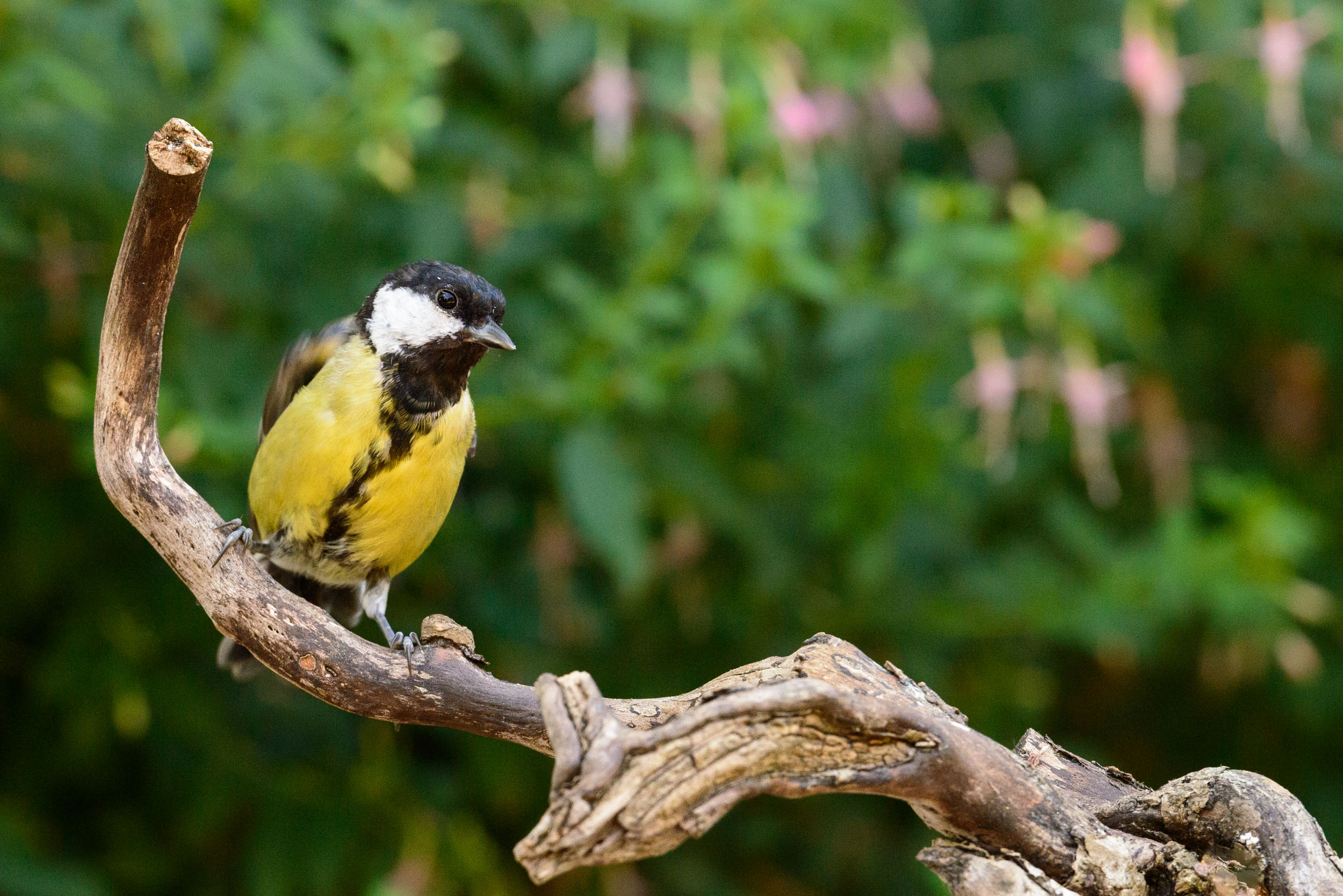 Small bird on a branch in front of foliage with pink flowers, captured with the Camtraptions Camera Trap device and a Nikon DSLR