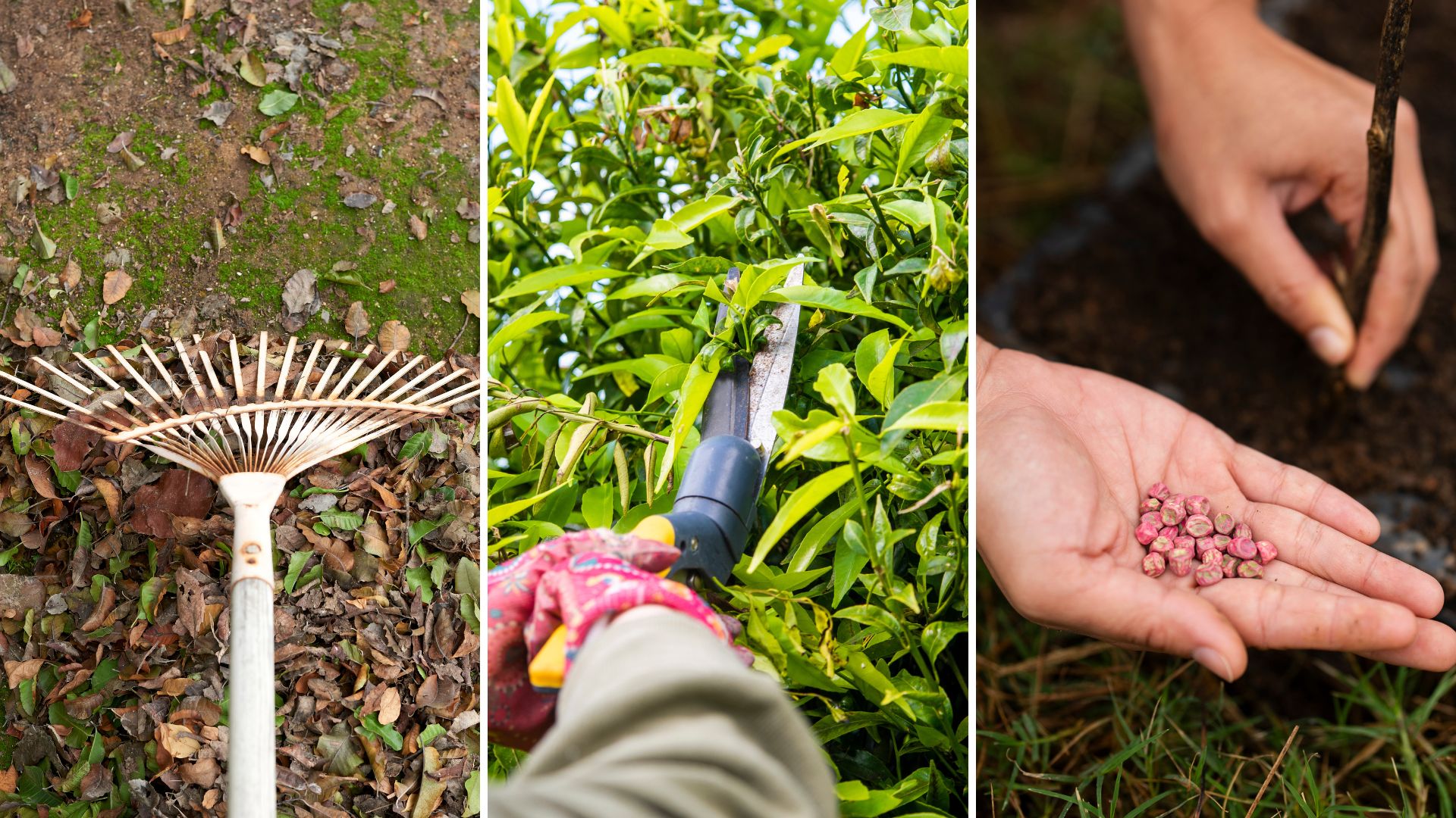 composite of raking, pruning and seed sowing