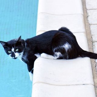 black cat with white flooring