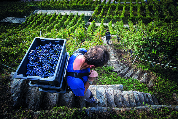 The-steep-vineyard-terraces-in-Ar-Pe-Pes-Grumello-Buon-Consiglio-vineyard-Valtellina-Superiore-DOCG.-Credit-Beniamino-Pisati.jpg