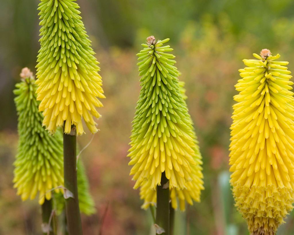 Yellow flowers: 16 pretty picks for your backyard | Gardeningetc