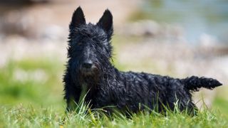 Scottish terrier, black