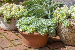 An arrangement of Terracotta pots