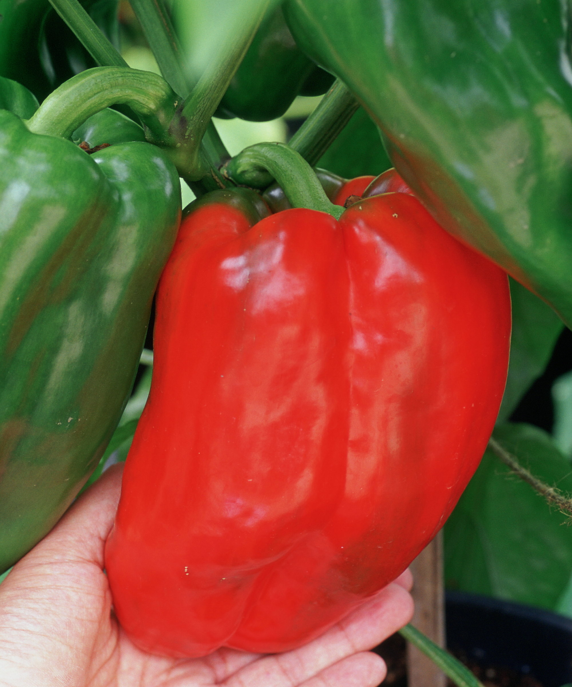 A hand holding a ripe red bell pepper, or sweet pepper