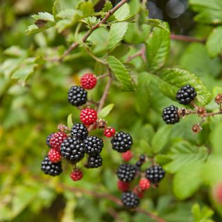 A cultivated garden hedgerow with berries