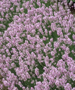 lavender Miss Katherine flowering in cottage garden display