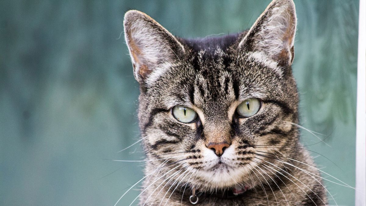 European shorthair cat