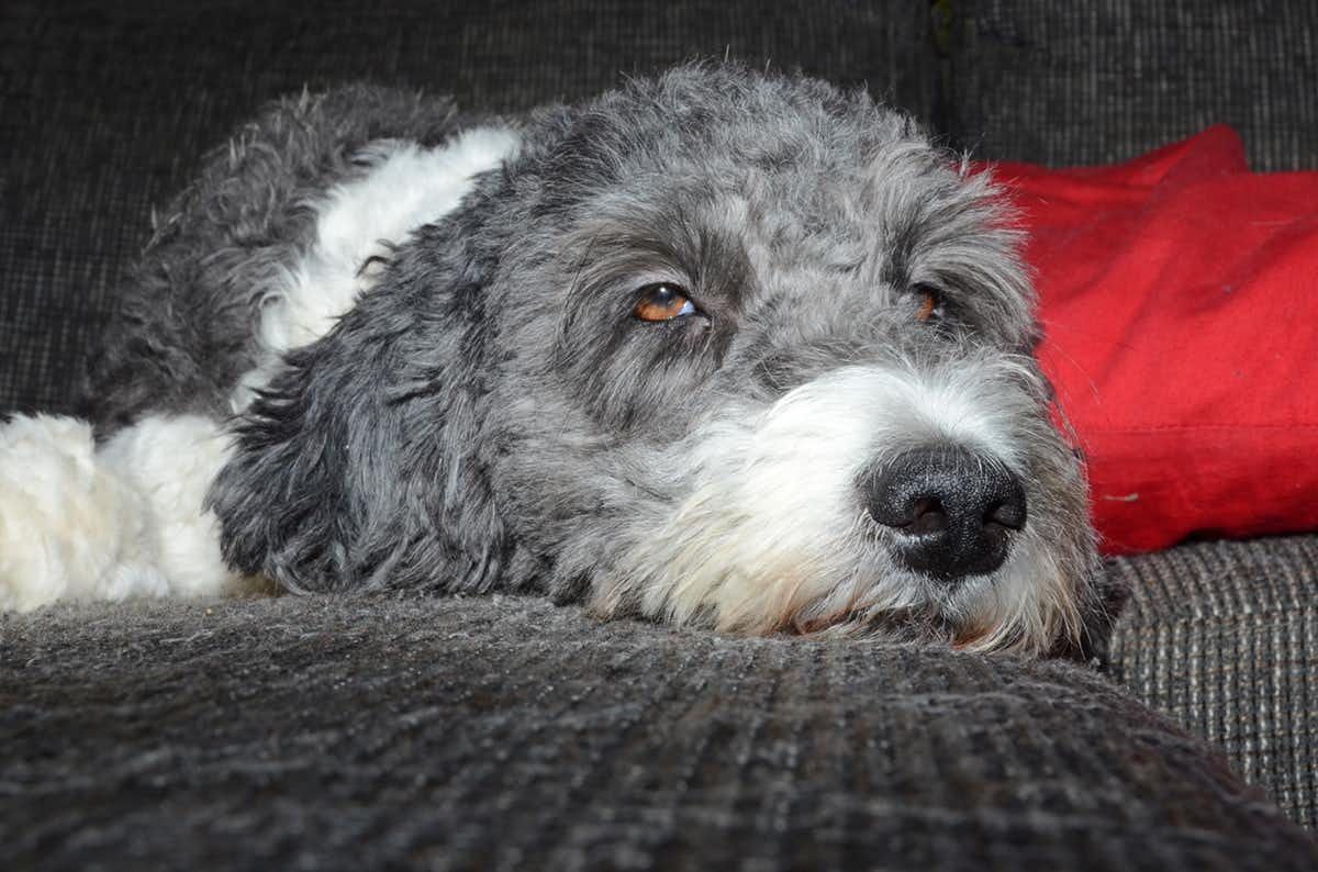 Picture of Your Dog Can Get Sick from Marijuana. Here's How to Prevent Pot ...