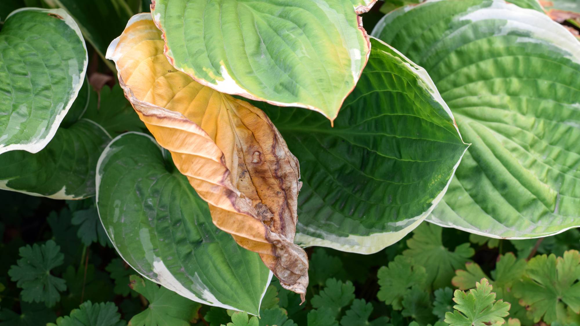 Hosta leaves turning brown on damaged plant