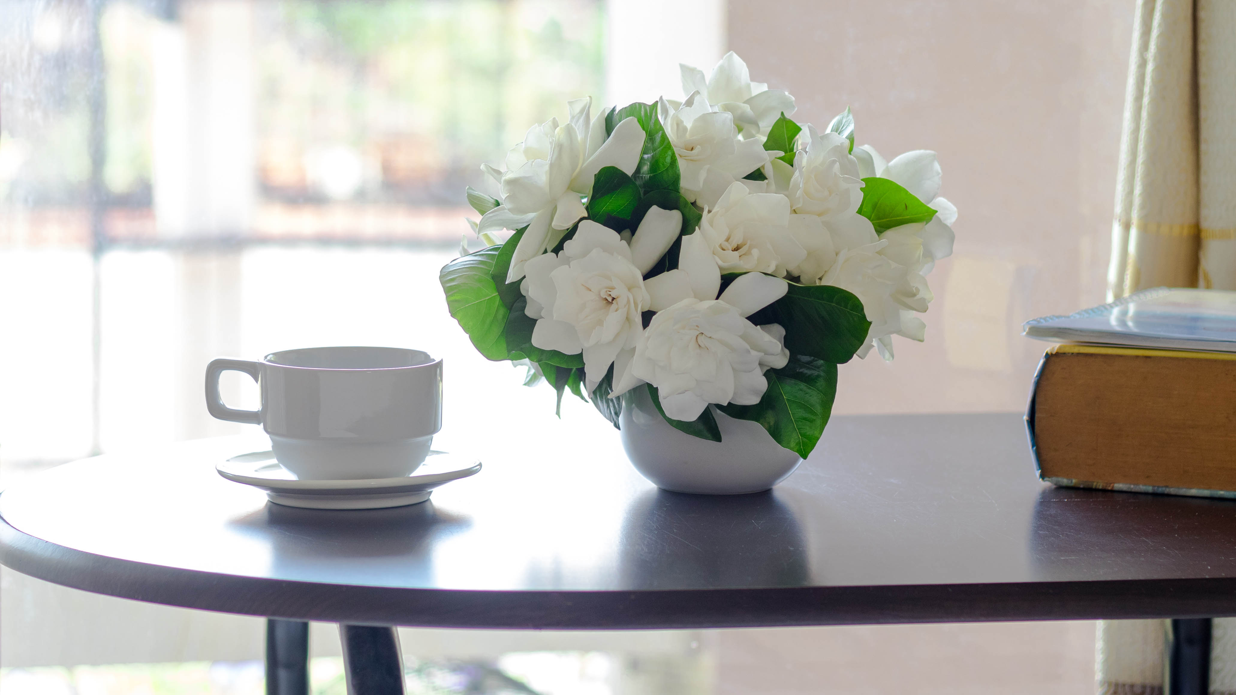 Gardenia plant in vase on table