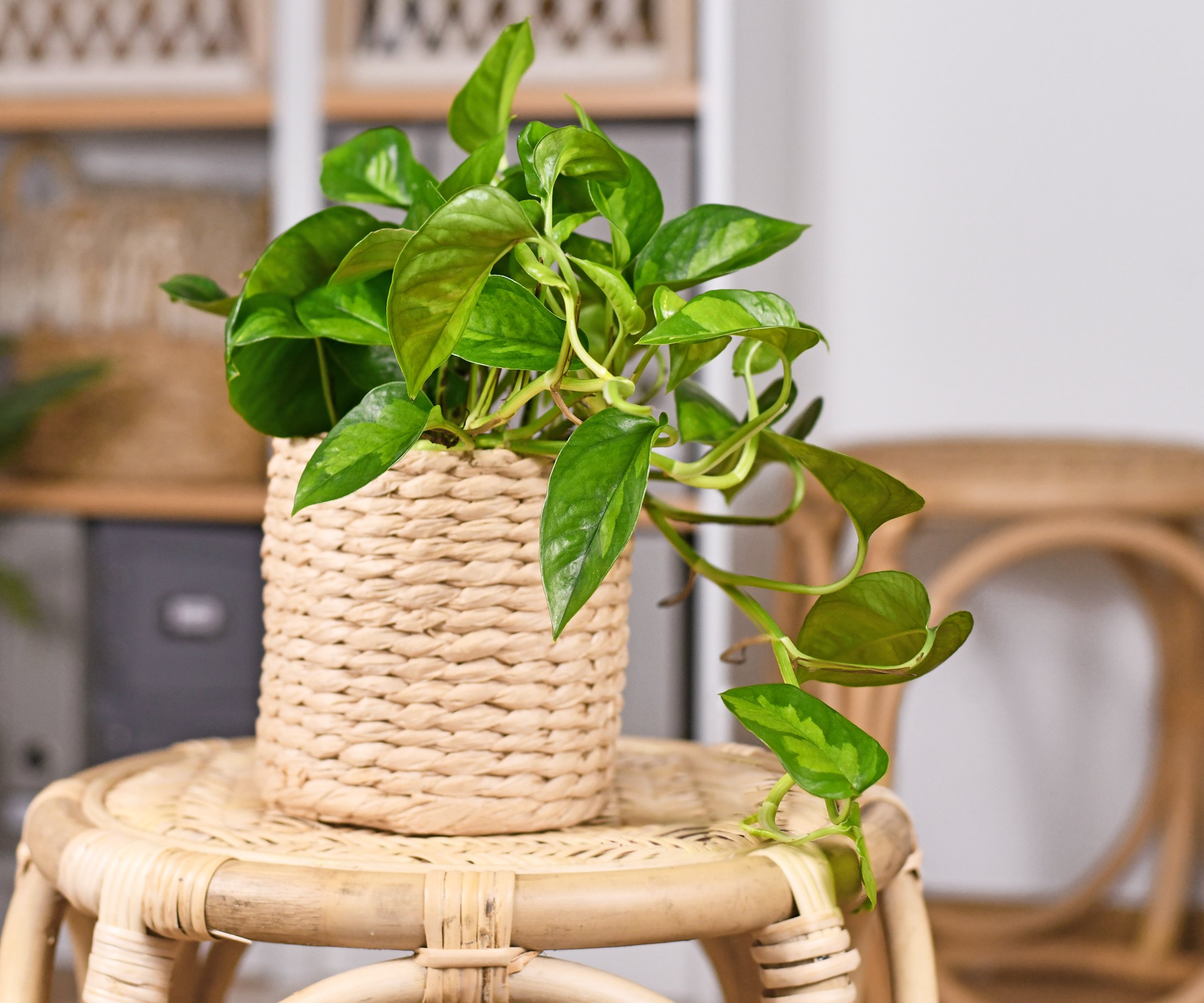 A global green pothos in a basket