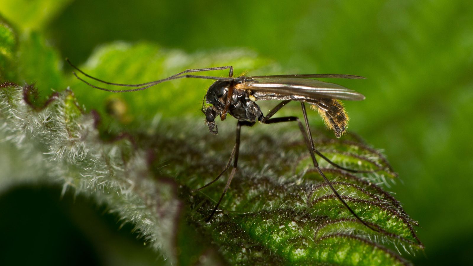 12 Ways to Get Rid of Gnats in Your Home and Garden