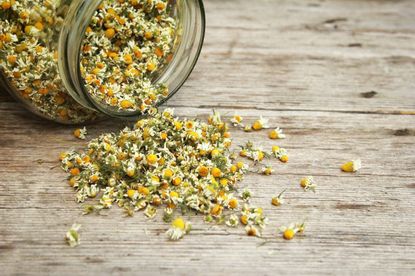 dry chamomile