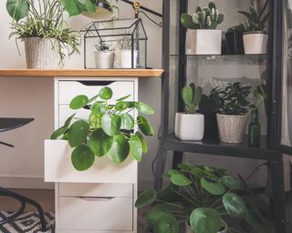 Modern industrial black and white study room with numerous green houseplants such as the chinese money plant