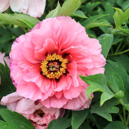 Chinese tree peony in full bloom