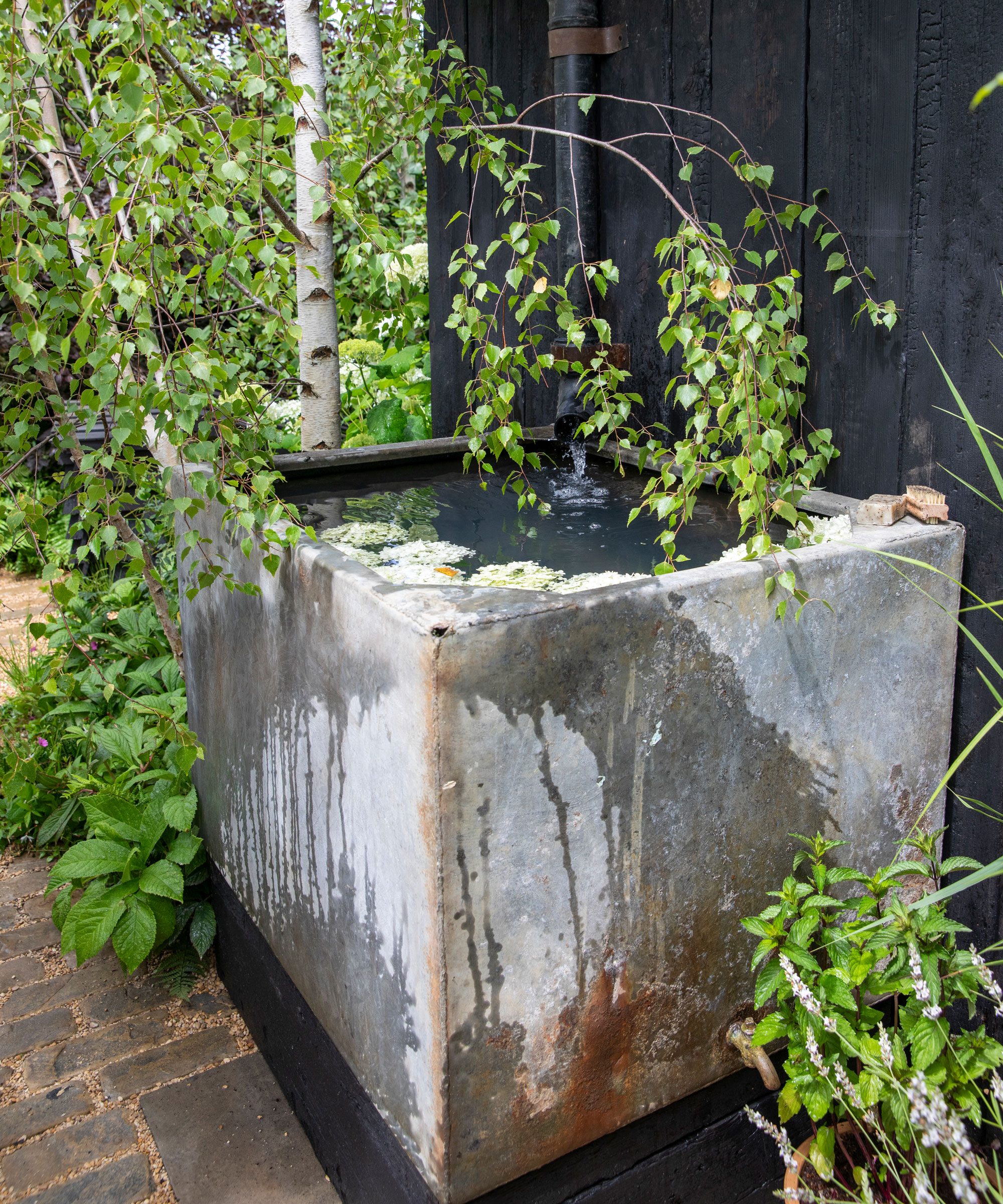 small galvanized tank repurposed as a micropond with plants