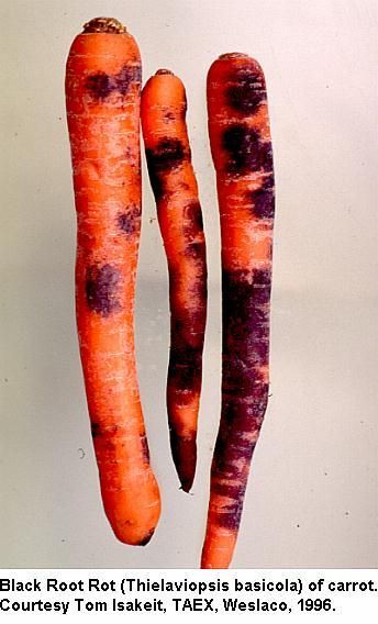 Black Root Rot On Orange Carrots