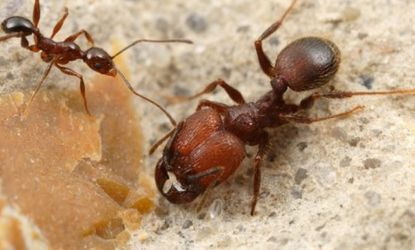Rare "supersoldier" ants