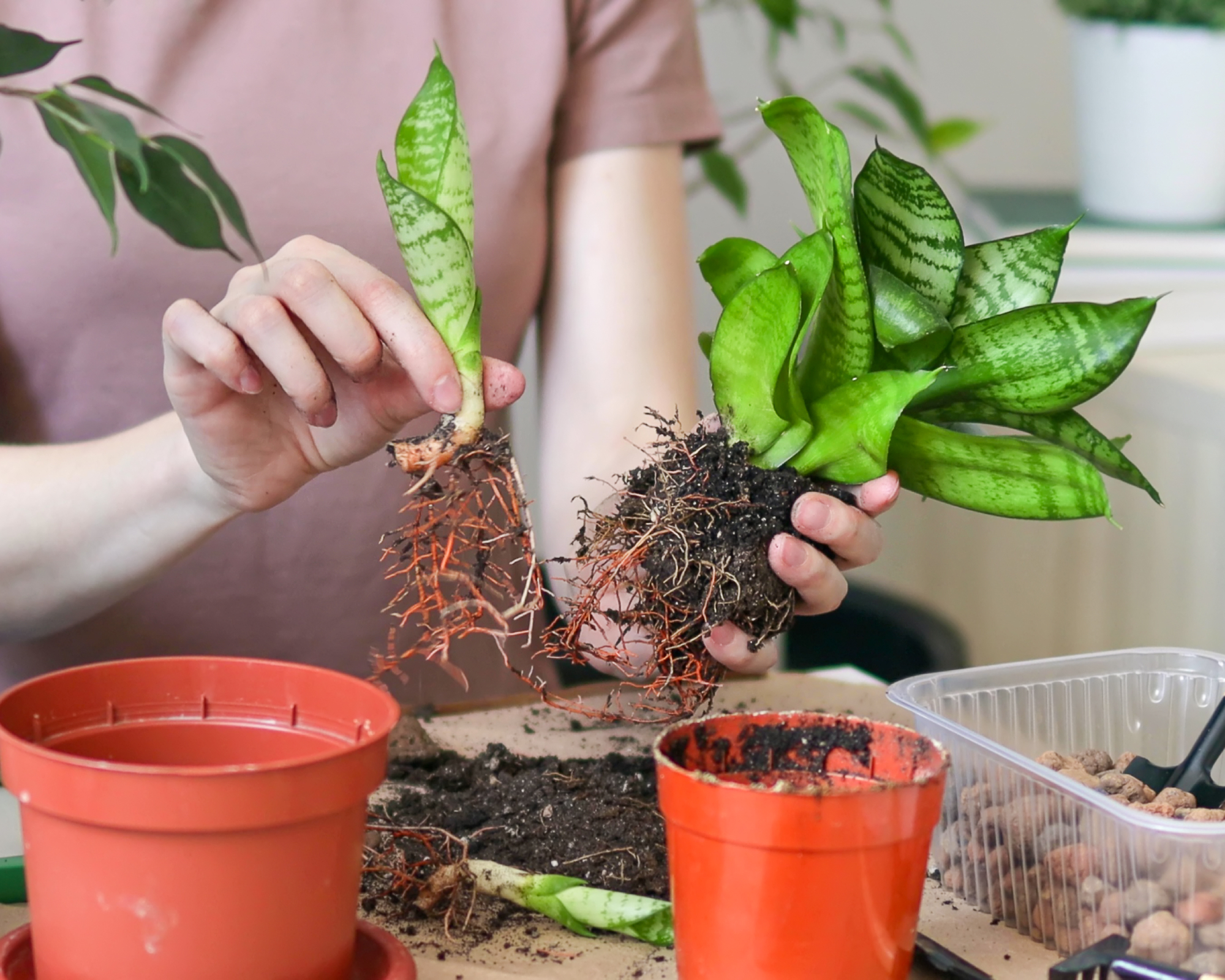 woman holding a rhizome division of snake plant
