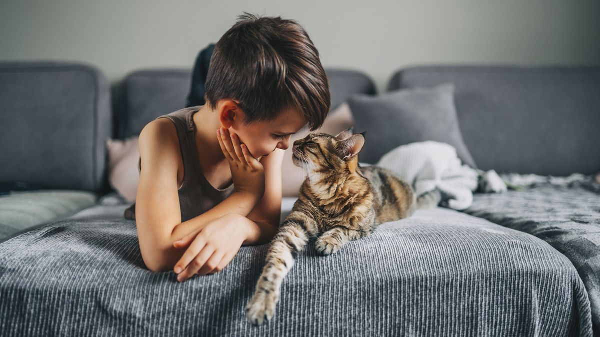 Child touches nose with cat