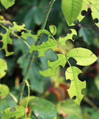 Leaf cutter bee damage to roses