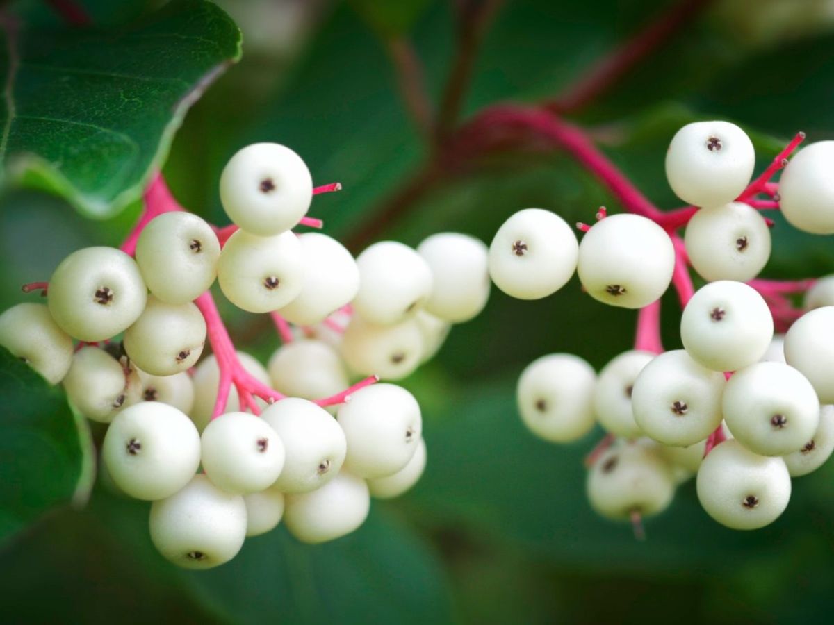 How to Identify a Tree with Red Berries  Dogwood berries, Honeysuckle  plant, Fall landscaping