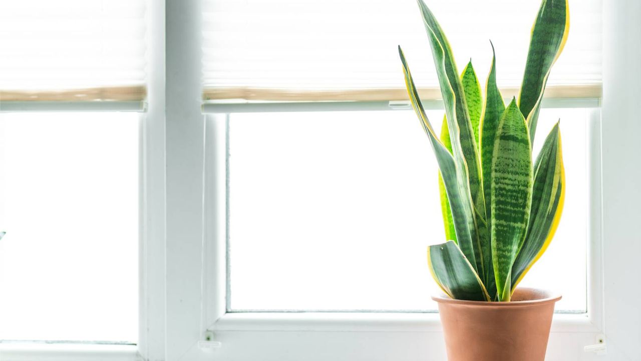 Snake plant in terracotta pot sits in front of bright window