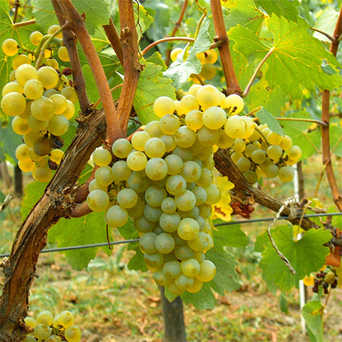 three Argentinean grape varieties