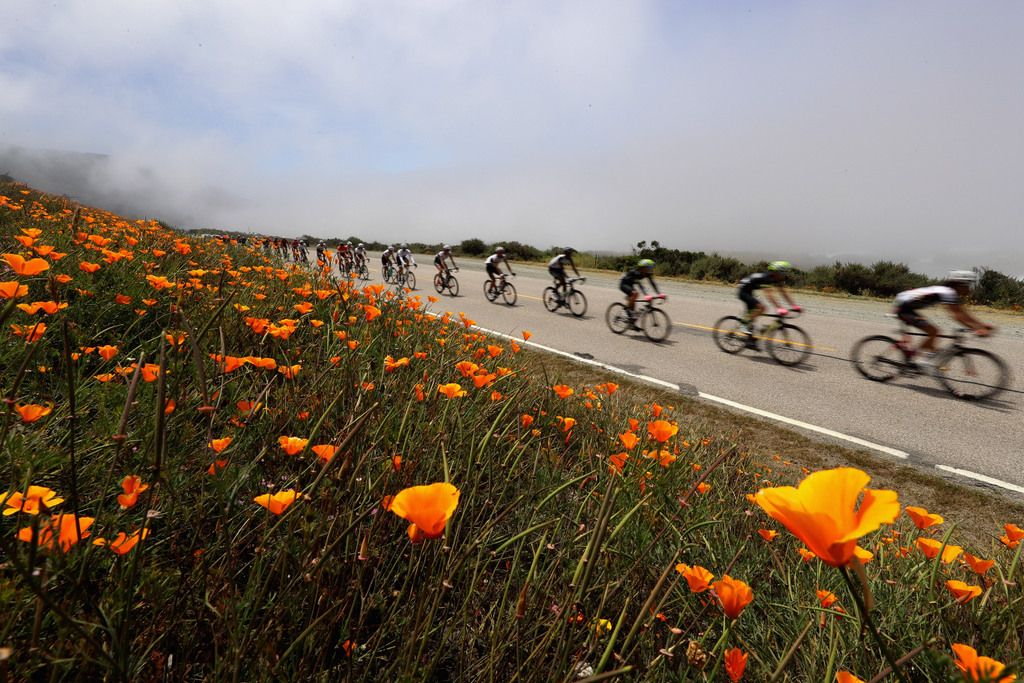 Californian poppies line the race route