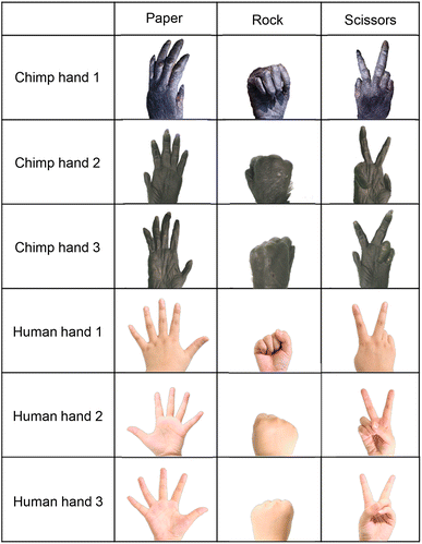 Pictures of the chimpanzee and human hands used in the rock-paper-scissors experiments.