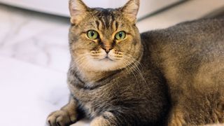 grey munchkin cat