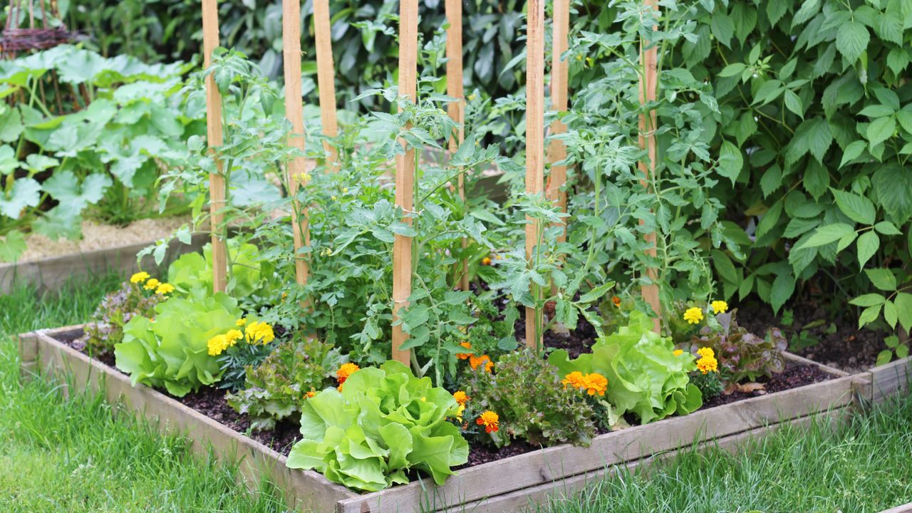 Square foot garden with lettuce, marigolds, and tomatoes