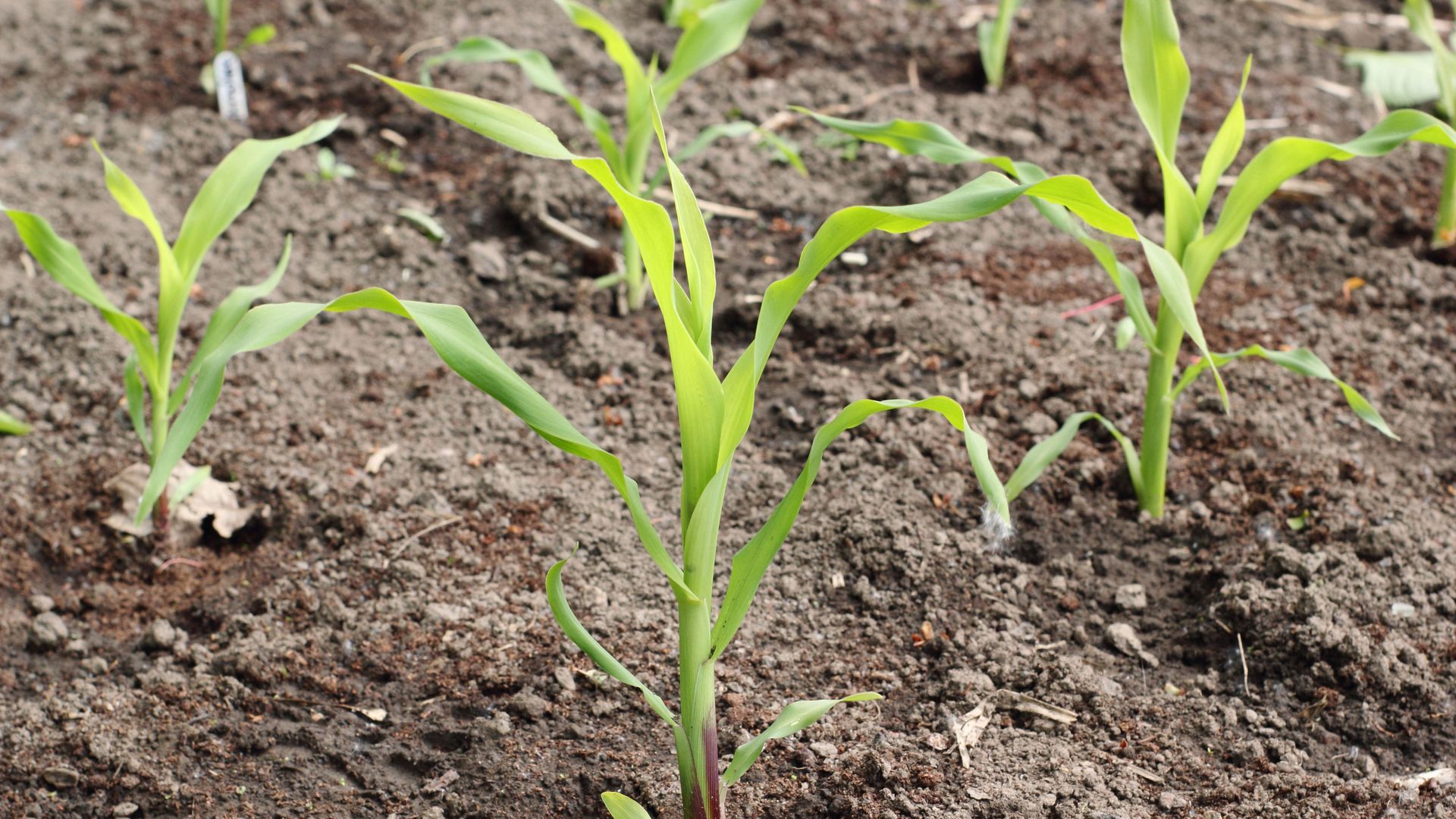 image-result-for-popcorn-vs-sweet-corn-sweet-popcorn-corn-field-corn