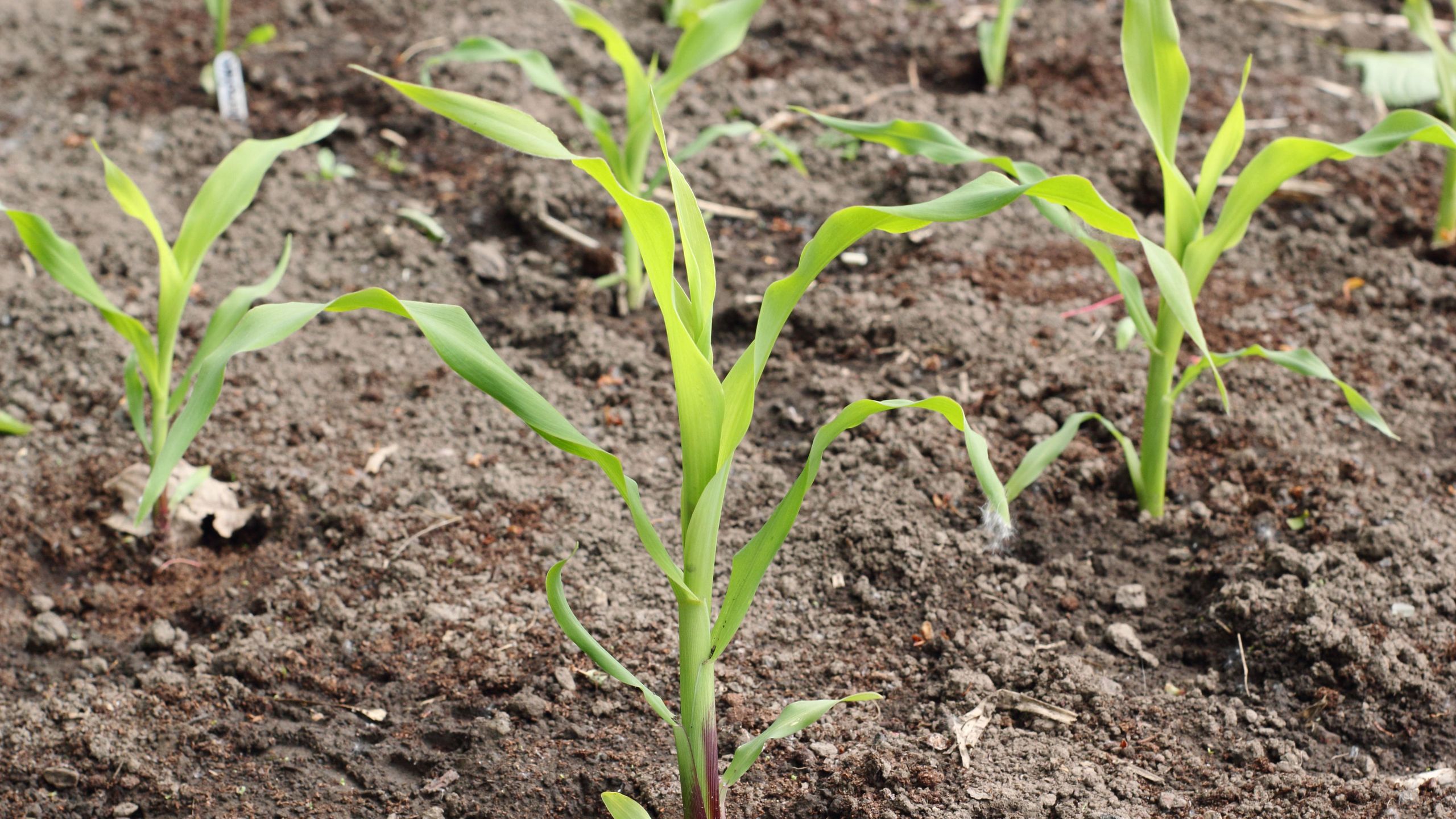 How to grow sweet corn – a guide to planting corn on the cob | GardeningEtc