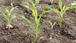 how to grow sweet corn: sweet corn plants arranged in block formation