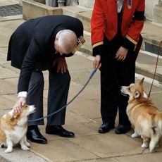 Prince Andrew wears a suit with a white shirt and red tie while holding a dark red folder and he pets the Queen's corgis