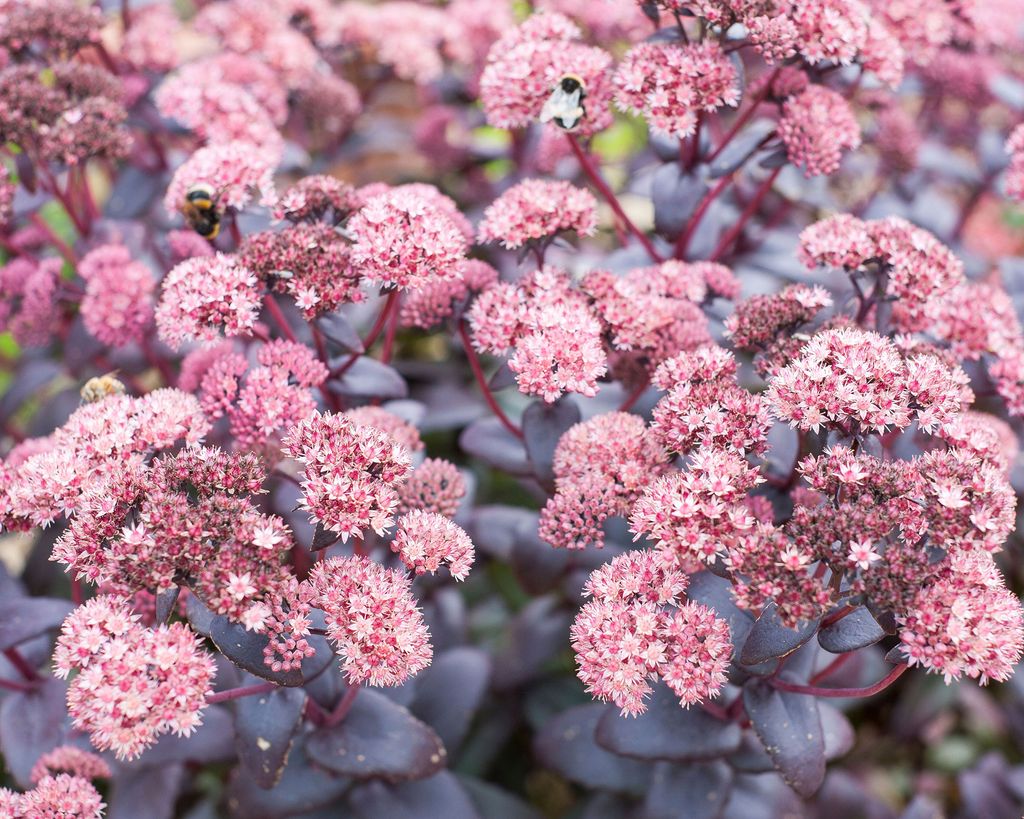 what-to-plant-in-september-our-top-14-flowers-to-grow-gardeningetc