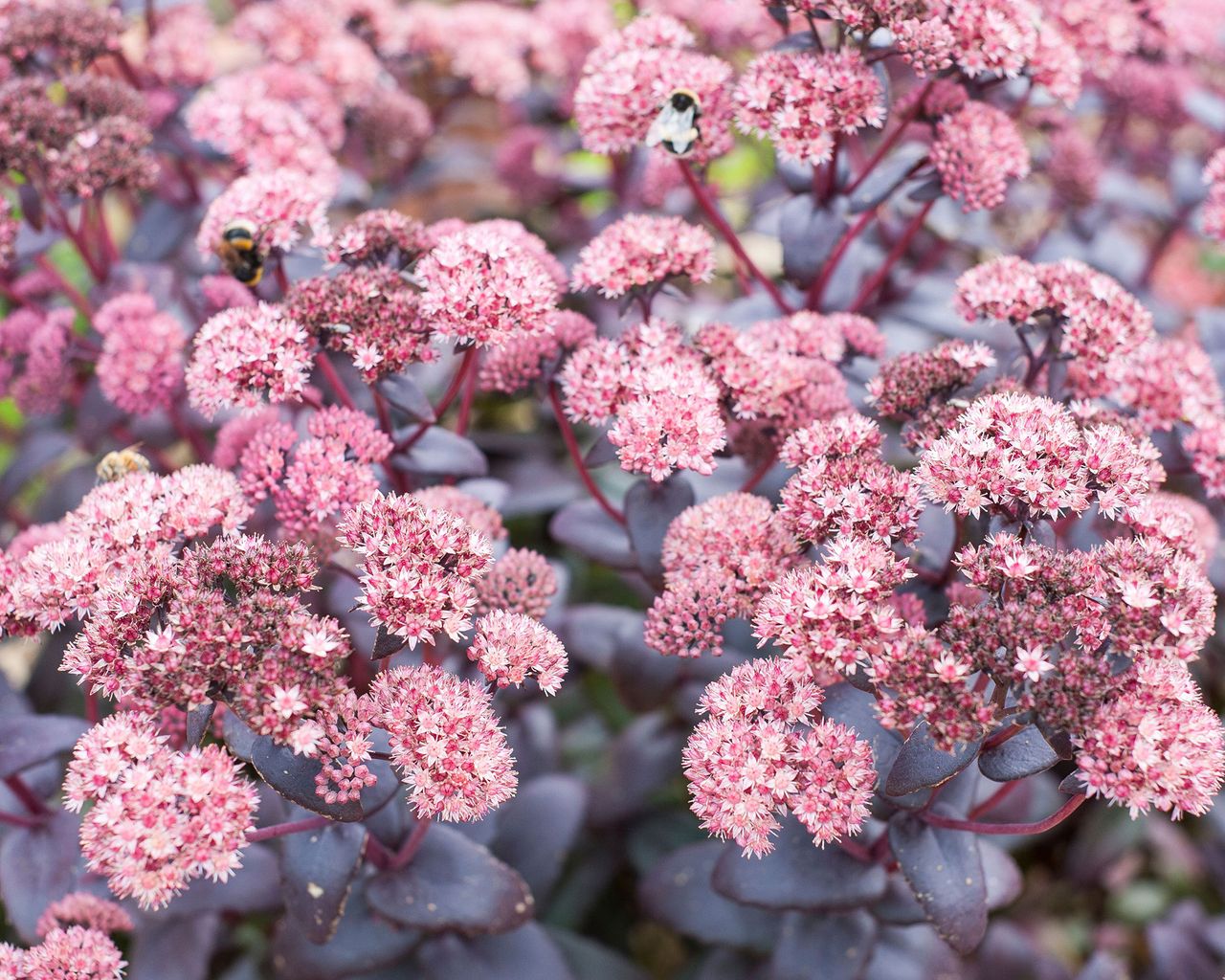 what-to-plant-in-september-our-top-14-flowers-to-grow-gardeningetc