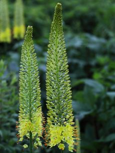 Caulanthus Desert Candles