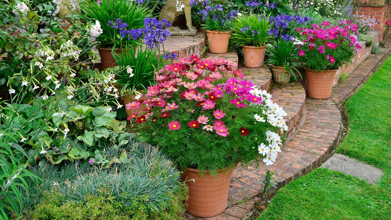 containers in a garden with cosmos and bright blooms, next to brick garden steps