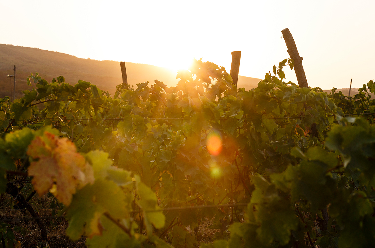Vineyards in Kakheti. Credit: Miles Willis