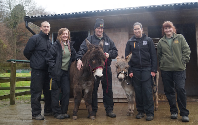 RedDonkeys2