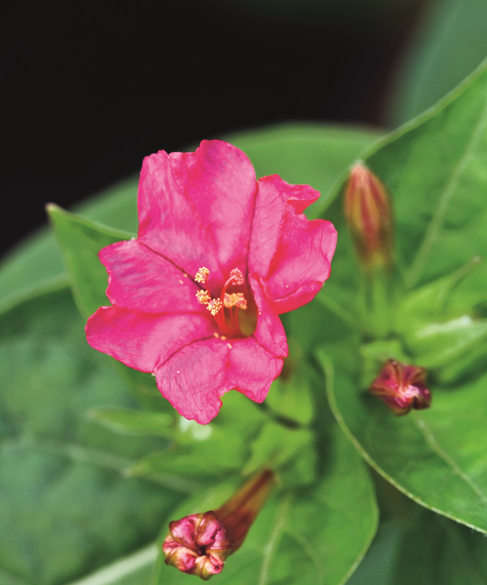 The bright pink bloom of a four o&amp;rsquo;clock plant, or Mirabilis jalapa