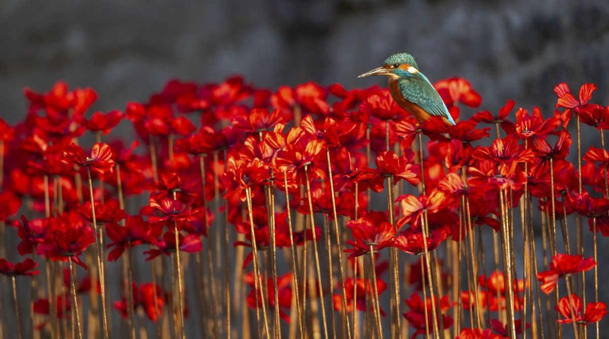 Wildlife
