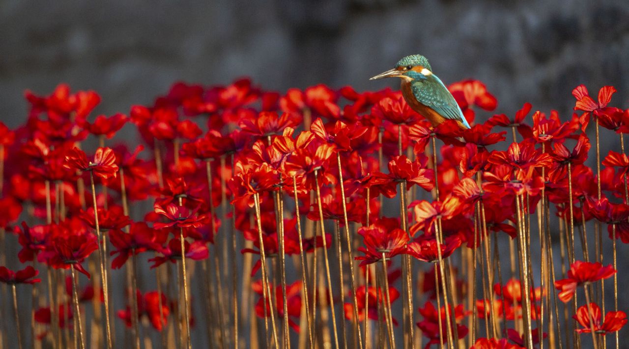 Wildlife