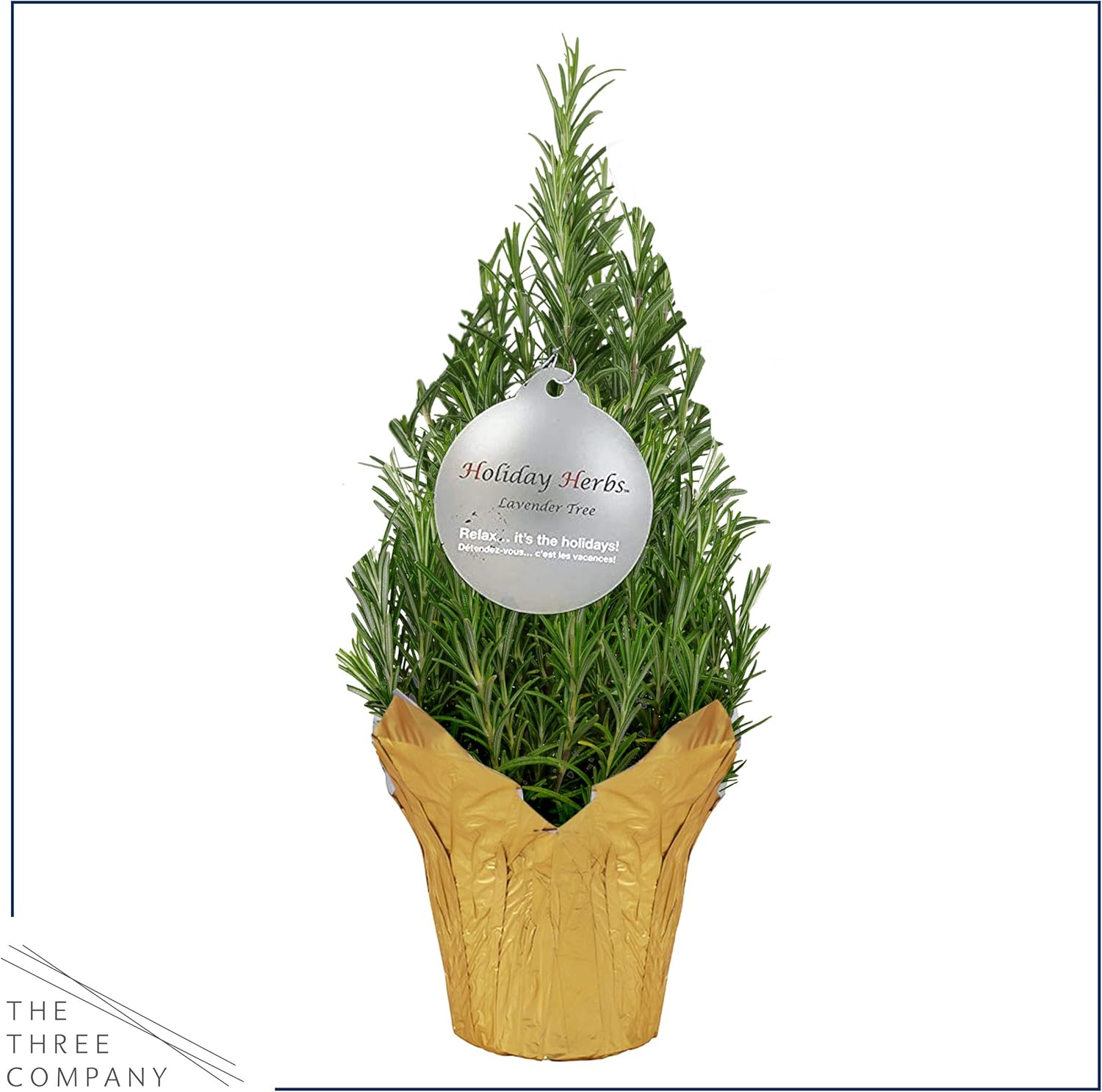 Live Aromatic Christmas Tree Shaped Rosemary in Deco Cover - Naturally Improves Breathing - Beautiful Holiday Decor - 10&quot; Tall by 4&quot; Wide in 1 Pt Pot