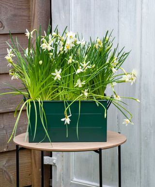 daffodils in container